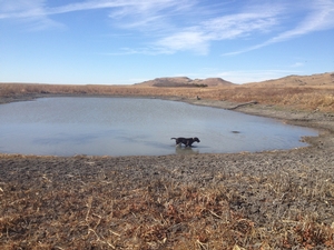 dog-hunting-pheasant-cooling-down.jpg