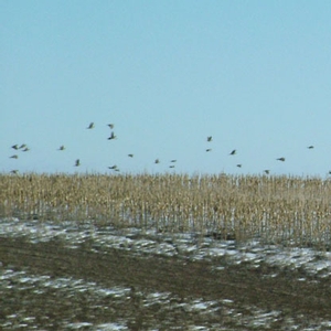 high-pheasant-numbers.jpg