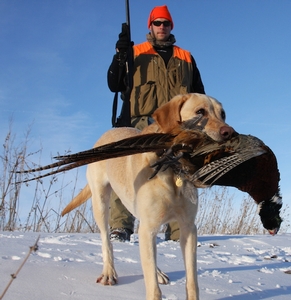 late-season-pheasant-hunts-sd.JPG