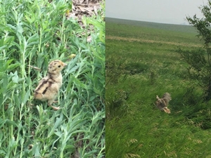 pheasant-chicks-south-dakota-2015-spring-report.jpg