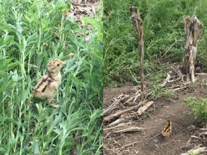 pheasant-chicks-south-dakota-2015-spring-report2.jpg