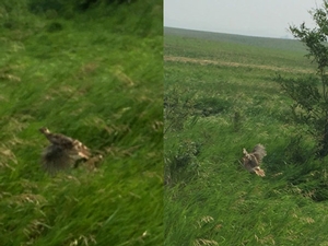 pheasant-hatch-south-dakota-2015-spring-report.jpg