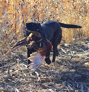 pheasant-hunting-dog-sd.JPG