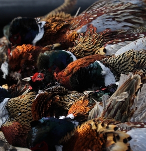 pheasants-in-sd-hunts.JPG