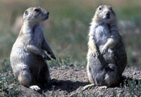 prairie-dog-shooting-2.jpg