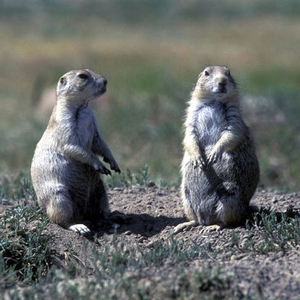 prairie-dogs.jpg