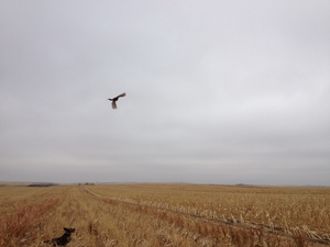 sd-hunts-pheasant-wild-birds.jpg