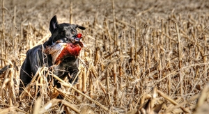 sd-pheasant-lab.jpg