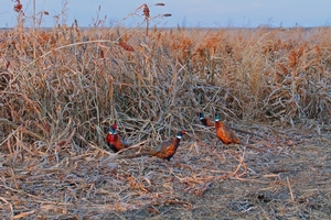 sd-pheasants-forever.jpg