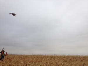 shooting-pheasant-sd-hunt.jpg