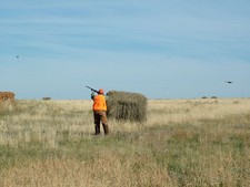 Pheasants are Flying!