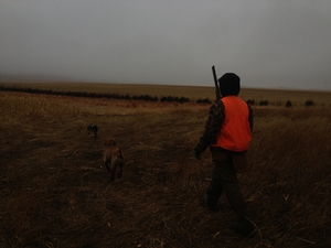 stalking-next-pheasant-sd.jpg