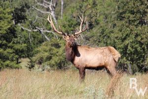 ELK.jpg