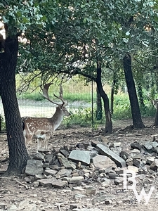 IMG_8258.jpeg