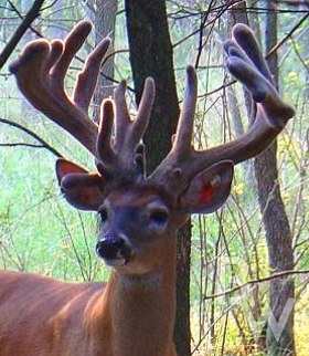 Maximillion-deer-for-sale-bloodlines.jpg