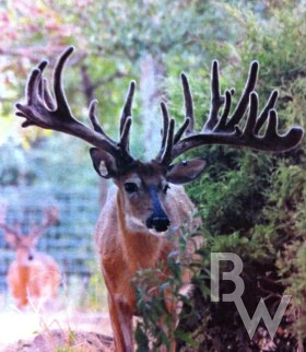 MaximusDT-Doublewide-Deer-Oklahoma-hunts.jpg