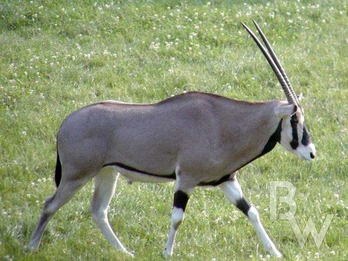 Oryx%20Gemsbok.jpg
