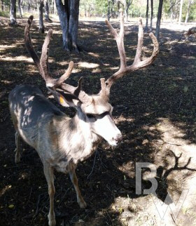 mule-deer-hunts-oklahoma.jpg