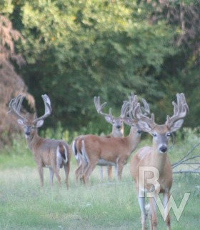 trophy-deer-for-sale-oklahoma.jpg