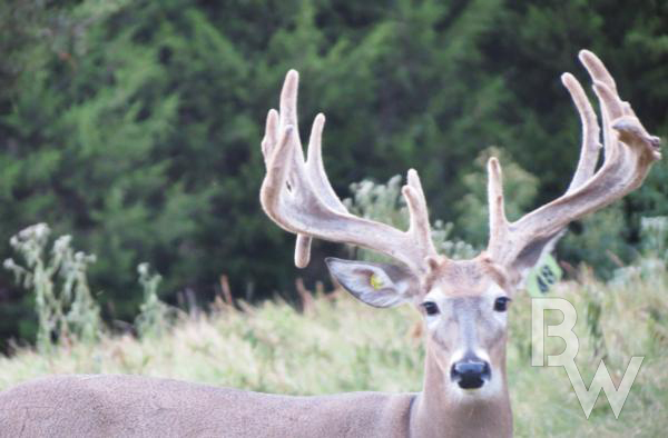 whitetail-trophy-hunts-oklahoma.jpg