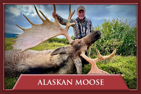 Hunt Alaskan Moose with Bushwhack Alaska 