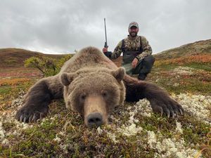  Brown Bear/Grizzly 