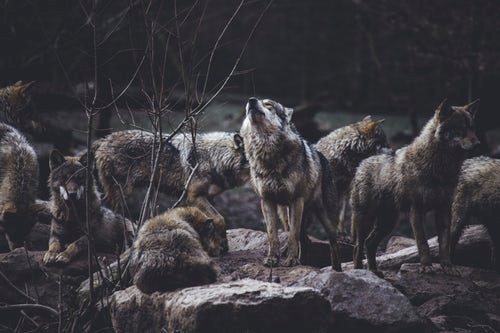 Forced Colorado Wolf Introduction Underway