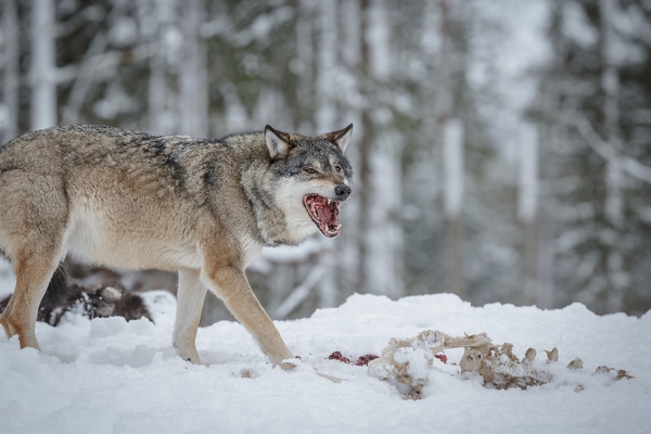 Colorado Wolf Reintroduction Update