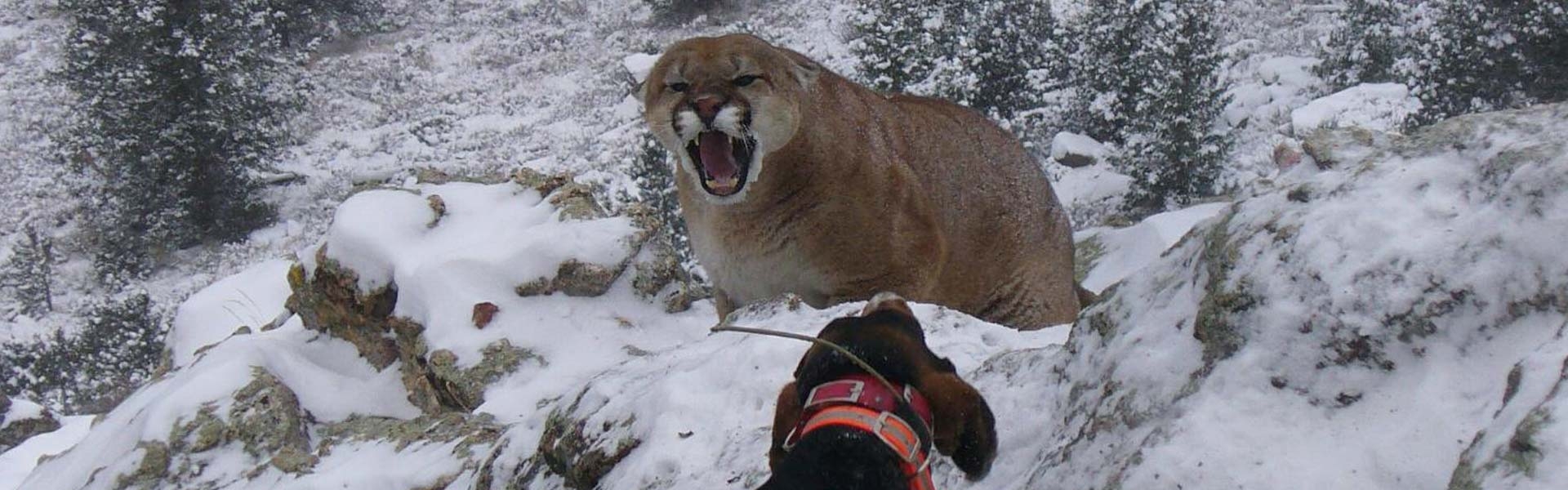 Colorado Mountain Lion Hunts