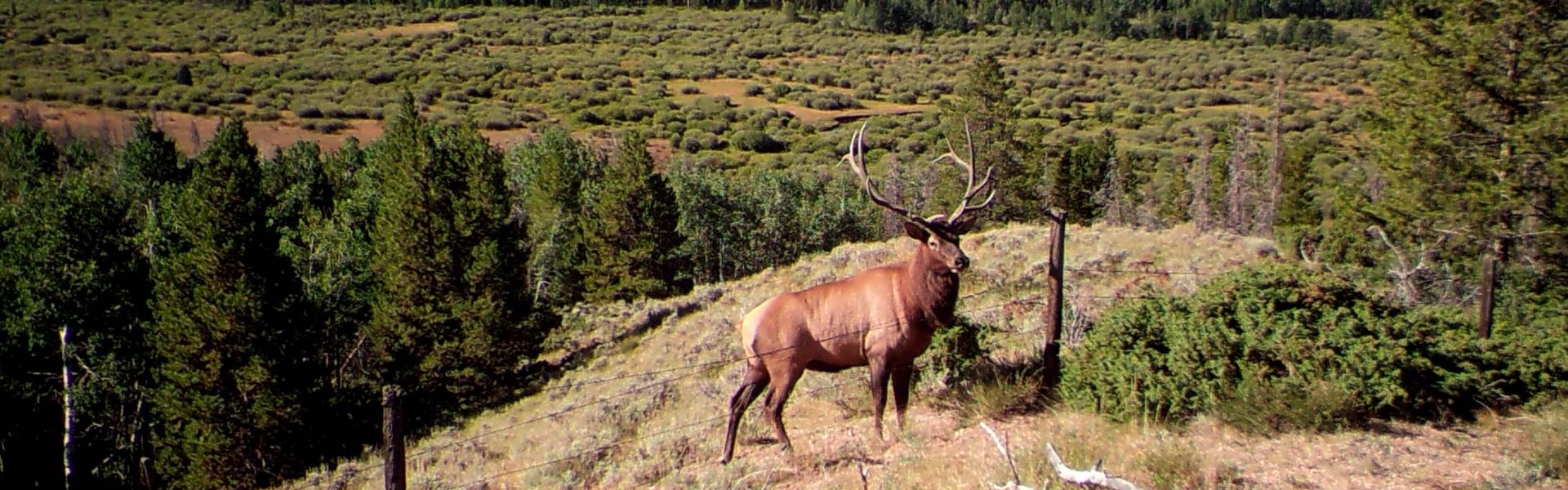 Elk Hunting in Colorado