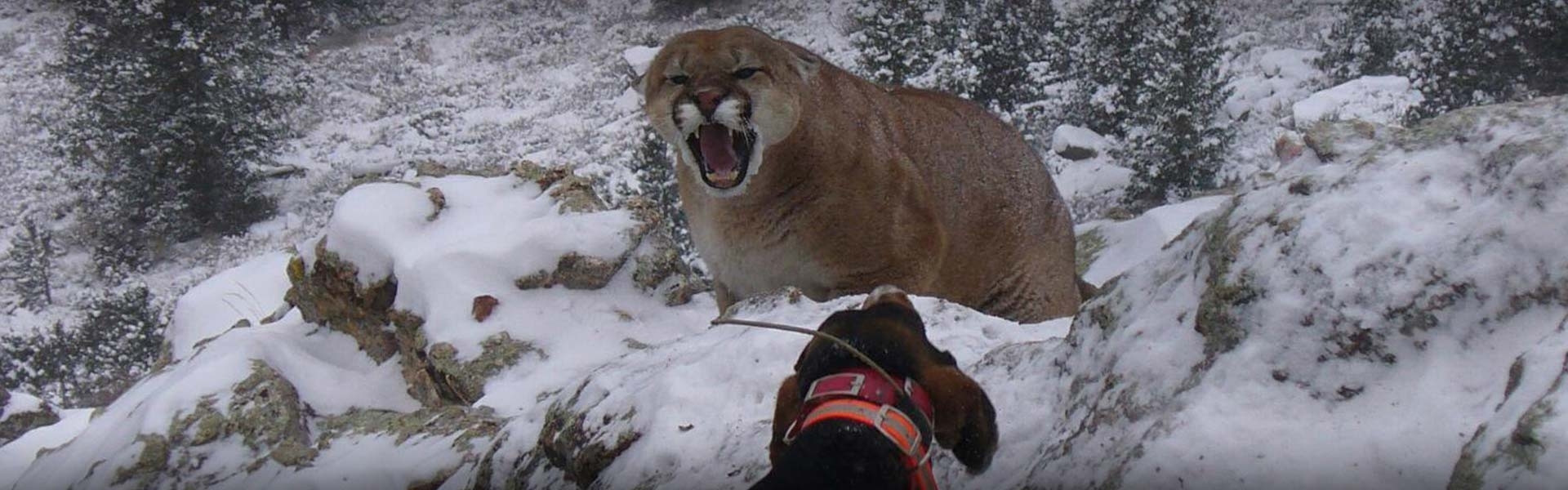 Colorado Mountain Lion Hunting Outfitters