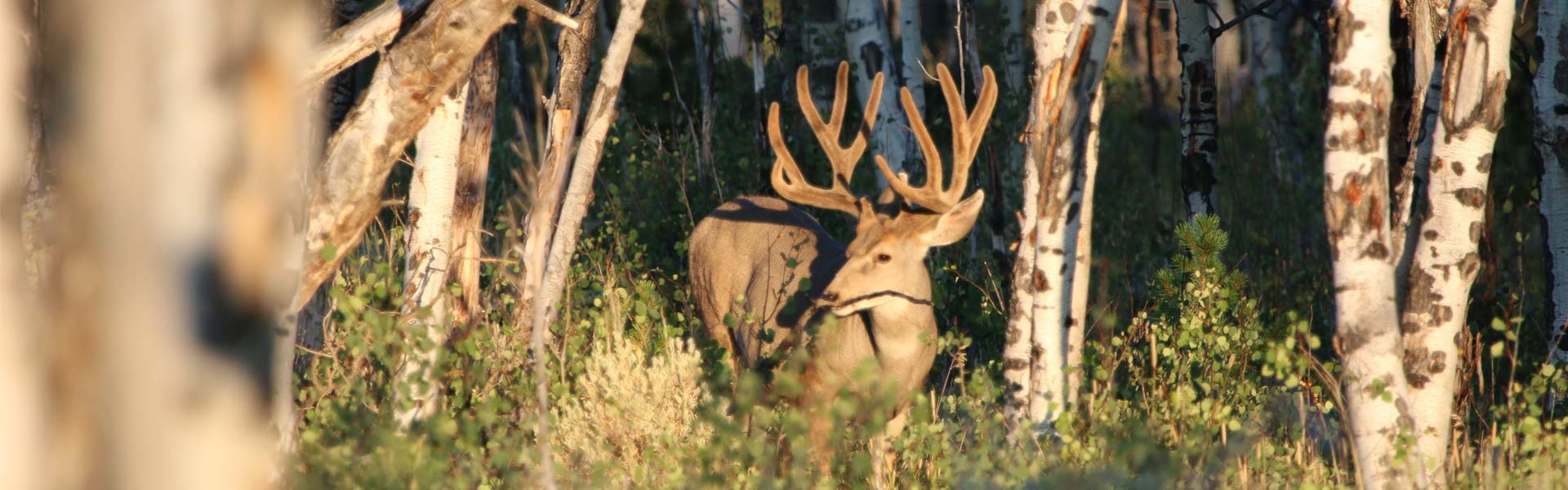 Whitetail Deer Hunts CO