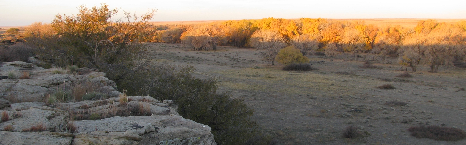 Colorado Guided Whitetail Deer Hunts - Free Range Hunts