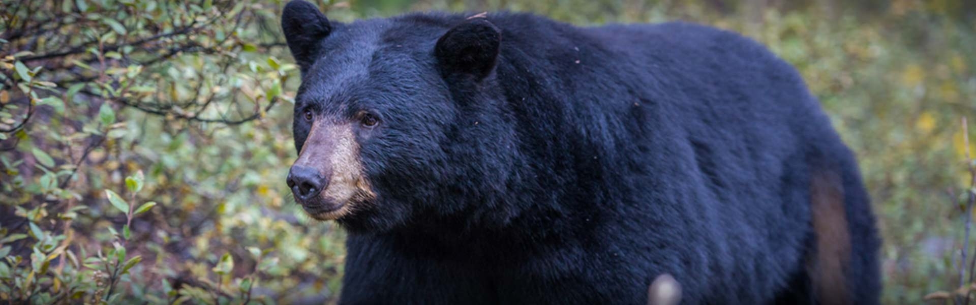 Guided Black Bear Hunts in Colorado