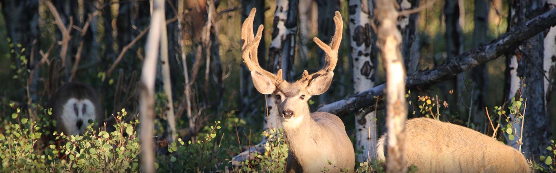 Colorado Big Game Application Deadline April 3rd, 2018