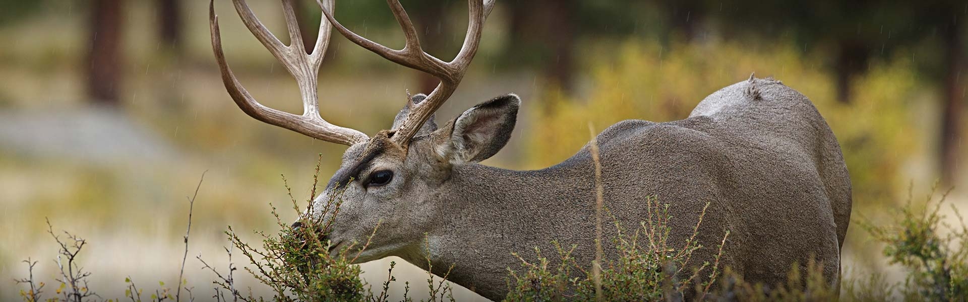 Colorado All Inclusive Hunting Packages