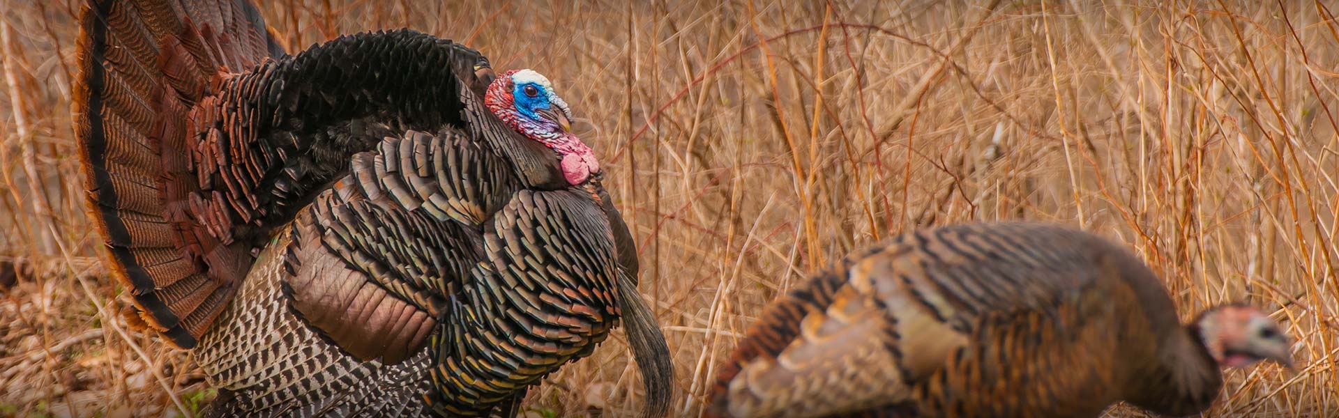 Guided Merriam's Turkey Hunts in Southwestern Colorado