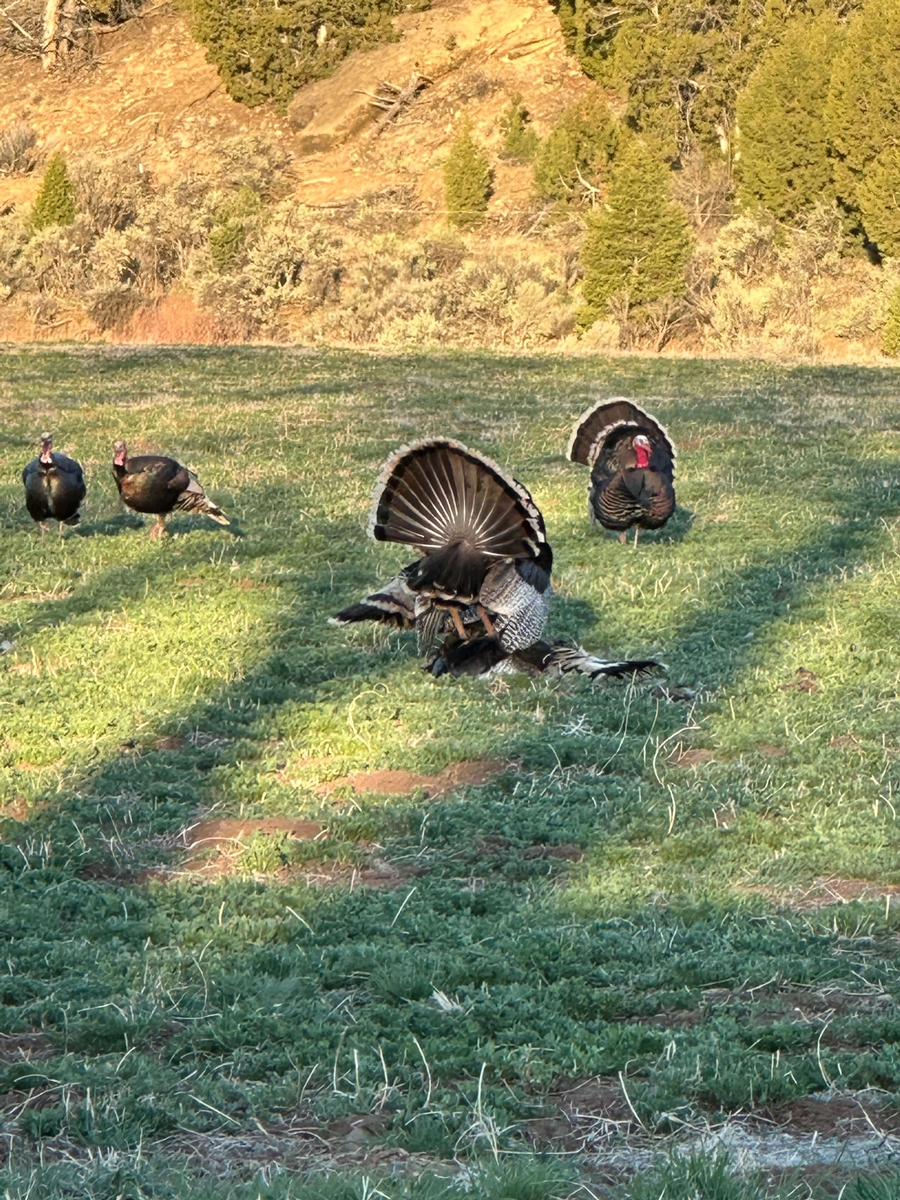 Merriam's Turkey Hunting