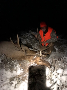 First%20Season%20-%20Evan%20Hall%20Bull%20Elk.JPEG