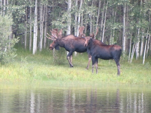 Lake%20Ruby%20Moose%20%282%29.JPG