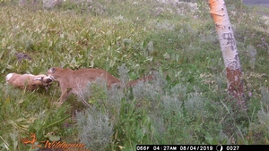 Lion%20-%20Pronghorn%20%283%29.JPG