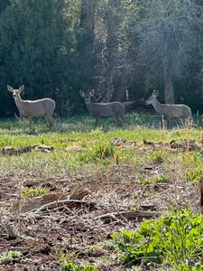 Mulies%20on%20the%20River.jpg