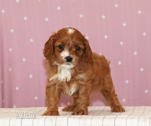 Addie Addie