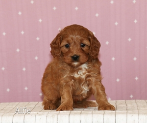 Alfie Alfie