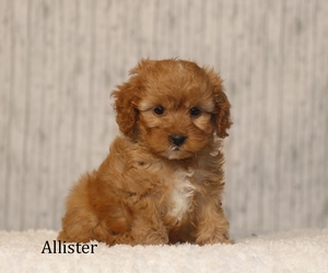 Allister