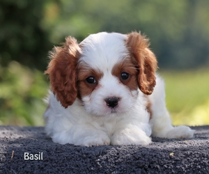 Basil