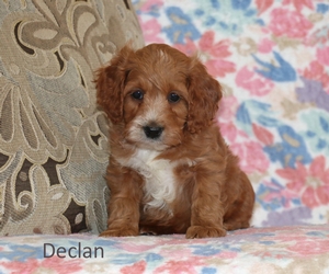 Declan