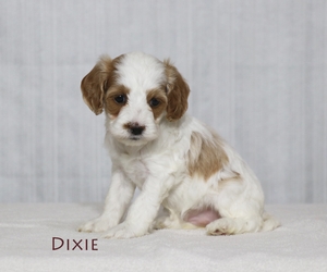 Dixie