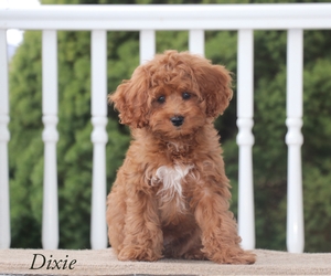 Dixie