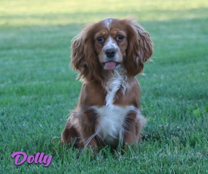 Dolly